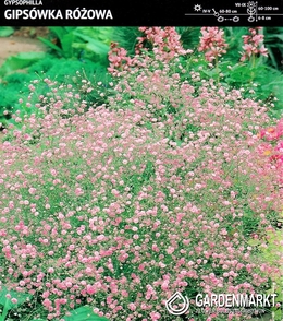 Gypsophila-Gipsówka Różowa 1 szt.
