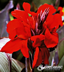 Canna-Kanna Evening Star 1 szt.