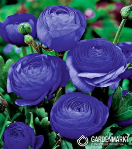 Ranunculus - Jaskier Blue 5 szt.