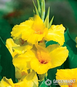 Canna-Kanna Pfitzer s Primose Yellow 1 szt.