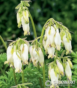 Dicentra Formosa Aurora-Serduszka Aurora 1 szt.