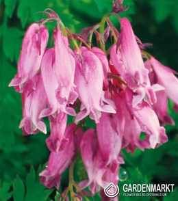 Dicentra Formosa Aurora-Serduszka Luxuriant 1 szt.