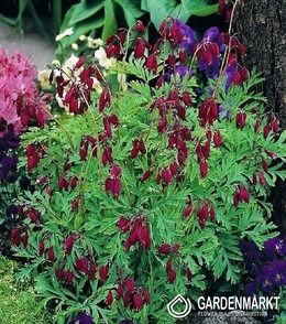 Dicentra Formosa Bacchannal-Serduszka Bacchannal 1 szt.