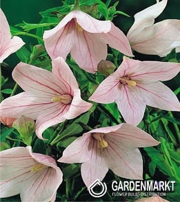 Platycodon-Rozwar Wielkokwiatowy Fuji Pink 1 szt.