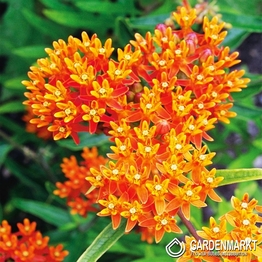 Asclepias Tuberosa-Trojeść Bulwiasta 1 szt.