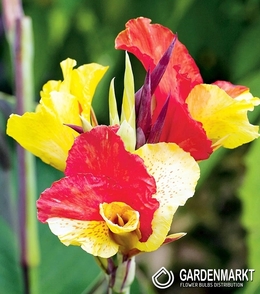 Canna-Kanna Cleopatra 1 szt.