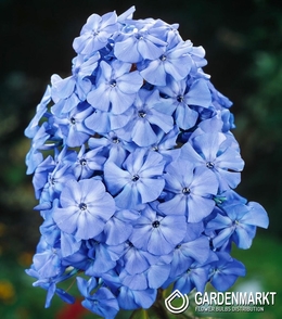 Phlox - Płomyk Wiechowaty Blue Boy 1 szt.