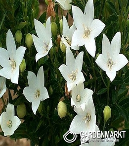 Platycodon-Rozwar Wielkokwiatowy Fuji White 1 szt.