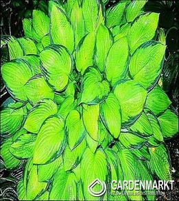 Hosta Gold Standard 1 szt.
