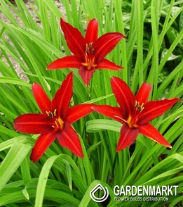 Hemerocallis - Liliowiec Crimson Pirate 1 szt.