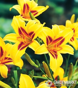 Liliowiec Bonanza 1 szt.