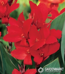 Canna Red - Kanna Czerwona 1 szt.