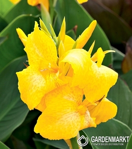 Canna-Kanna Yellow Humbert 1 szt.
