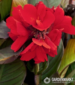 Canna-Kanna President 1 szt.