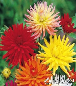 Dalia Kaktusowa Mix 5 szt.