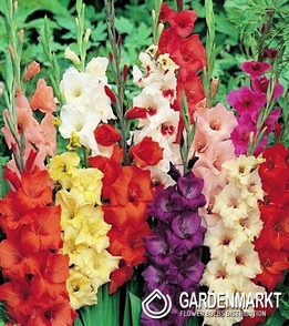 Gladiolus-Mieczyk Mix 5 szt.