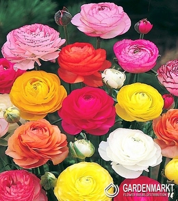 Ranunculus-Jaskier Mix 15 szt.