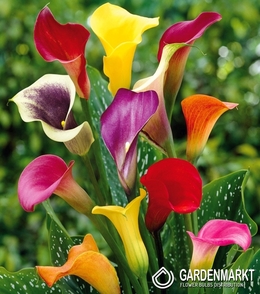 Zantedeschia-Kalla Mix 5 szt.