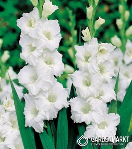 Gladiolus-Mieczyk Wielkokwiatowy Biały 1 kg