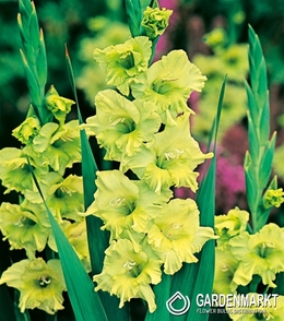 Gladiolus-Mieczyk Wielkokwiatowy Zielony 1 kg