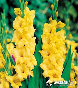 Gladiolus-Mieczyk Wielkokwiatowy Żółty 1 kg
