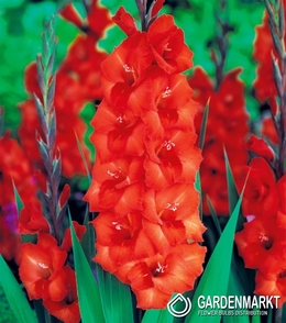Gladiolus-Mieczyk Wielkokwiatowy Pomarańczowy 1 kg.