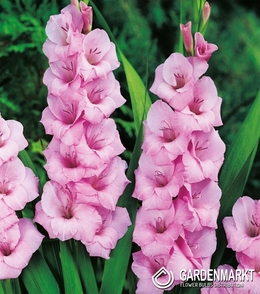 Gladiolus-Mieczyk Wielkokwiatowy Różowy 1 kg.