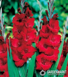 Gladiolus-Mieczyk Wielkokwiatowy Czerwony 1 kg