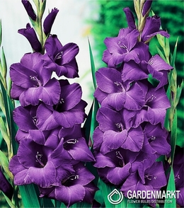 Gladiolus-Mieczyk Wielkokwiatowy Fioletowy 1 kg
