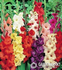 Gladiolus-Mieczyk Wielkokwiatowy Mix 1 kg