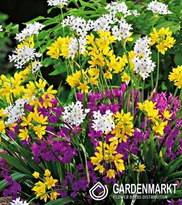 Allium - Czosnek Mix 4/+ 50 szt.