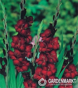 Gladiolus - Mieczyk Bordowy 30 szt.