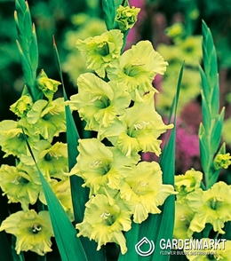 Gladiolus - Mieczyk Zielony 30 szt.