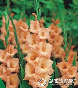 Gladiolus - Mieczyk  Łososiowy 10 szt.