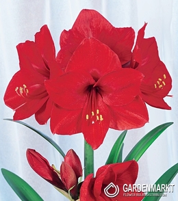 Hippeastrum- Amarylis  Red Lion 1 szt.