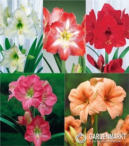 Zestaw Hippeastrum-Amarylis 1 22/24
