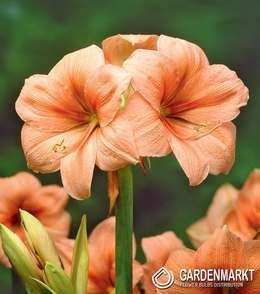 Hippeastrum- Amarylis Rilona 1 szt.