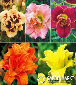 Zestaw Hemerocallis-Liliowiec Podwójny 3 I wybór