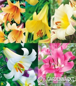 Zestaw Lilia Trąbkowa 