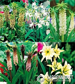 Zestaw Ismena, Eucomis 16/+
