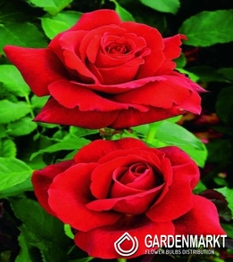 Róża Wielkokwiatowa Czerwona 1 szt