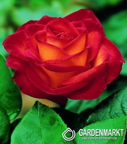 Róża Wielkokwiatowa Żółto-Czerwona 1 szt