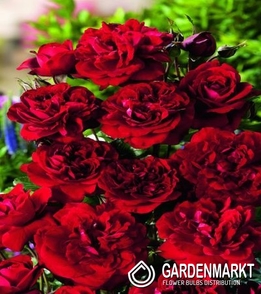 Róża Rabatowa Czerwona 1 Szt.